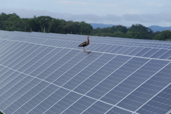 Parque solar fotovoltaico Tepuy
Parque solar fotovoltaico Tepuy
Fecha: 13, 14 Junio 2024
Para descargar esta fotografía en alta resolución, haga clic sobre la imagen hasta que la misma se despliegue en la pantalla completa; luego dé clic derecho y elija la opción "guardar imagen como". 
En caso de publicación por cualquier medio, solicitamos acompañarla del crédito: "Foto EPM"
Palabras clave: Parque solar fotovoltaico Tepuy