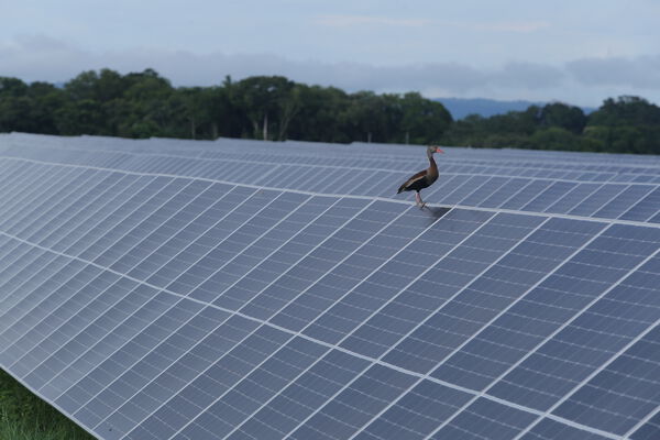 Parque solar fotovoltaico Tepuy
Parque solar fotovoltaico Tepuy
Fecha: 13, 14 Junio 2024
Para descargar esta fotografía en alta resolución, haga clic sobre la imagen hasta que la misma se despliegue en la pantalla completa; luego dé clic derecho y elija la opción "guardar imagen como". 
En caso de publicación por cualquier medio, solicitamos acompañarla del crédito: "Foto EPM"
Palabras clave: Parque solar fotovoltaico Tepuy