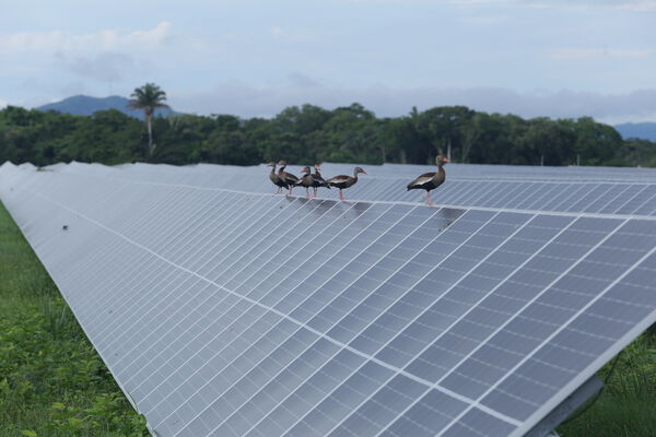Parque solar fotovoltaico Tepuy
Parque solar fotovoltaico Tepuy
Fecha: 13, 14 Junio 2024
Para descargar esta fotografía en alta resolución, haga clic sobre la imagen hasta que la misma se despliegue en la pantalla completa; luego dé clic derecho y elija la opción "guardar imagen como". 
En caso de publicación por cualquier medio, solicitamos acompañarla del crédito: "Foto EPM"
Palabras clave: Parque solar fotovoltaico Tepuy