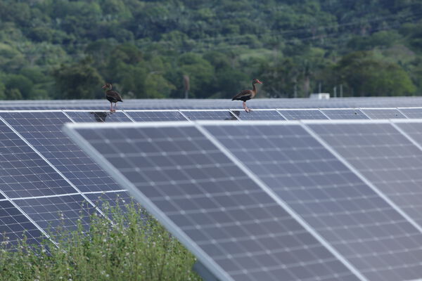 Parque solar fotovoltaico Tepuy
Parque solar fotovoltaico Tepuy
Fecha: 13, 14 Junio 2024
Para descargar esta fotografía en alta resolución, haga clic sobre la imagen hasta que la misma se despliegue en la pantalla completa; luego dé clic derecho y elija la opción "guardar imagen como". 
En caso de publicación por cualquier medio, solicitamos acompañarla del crédito: "Foto EPM"
Palabras clave: Parque solar fotovoltaico Tepuy