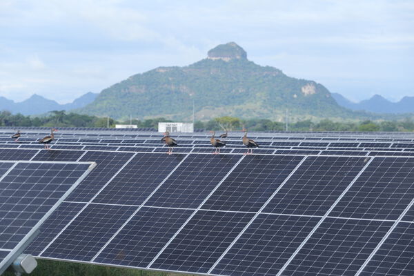 Parque solar fotovoltaico Tepuy
Parque solar fotovoltaico Tepuy
Fecha: 13, 14 Junio 2024
Para descargar esta fotografía en alta resolución, haga clic sobre la imagen hasta que la misma se despliegue en la pantalla completa; luego dé clic derecho y elija la opción "guardar imagen como". 
En caso de publicación por cualquier medio, solicitamos acompañarla del crédito: "Foto EPM"
Palabras clave: Parque solar fotovoltaico Tepuy