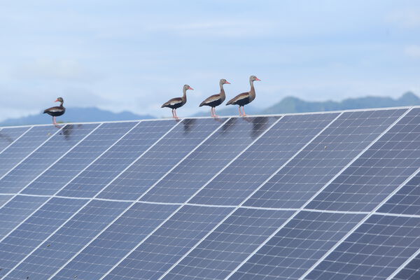Parque solar fotovoltaico Tepuy
Parque solar fotovoltaico Tepuy
Fecha: 13, 14 Junio 2024
Para descargar esta fotografía en alta resolución, haga clic sobre la imagen hasta que la misma se despliegue en la pantalla completa; luego dé clic derecho y elija la opción "guardar imagen como". 
En caso de publicación por cualquier medio, solicitamos acompañarla del crédito: "Foto EPM"
Palabras clave: Parque solar fotovoltaico Tepuy