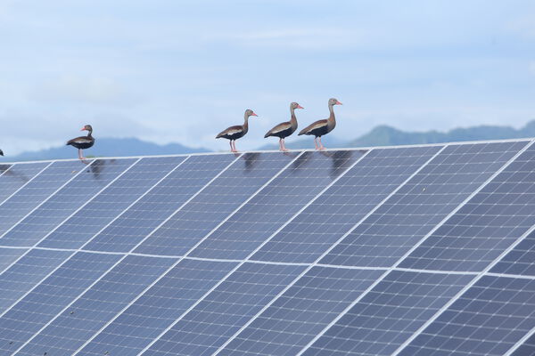 Parque solar fotovoltaico Tepuy
Parque solar fotovoltaico Tepuy
Fecha: 13, 14 Junio 2024
Para descargar esta fotografía en alta resolución, haga clic sobre la imagen hasta que la misma se despliegue en la pantalla completa; luego dé clic derecho y elija la opción "guardar imagen como". 
En caso de publicación por cualquier medio, solicitamos acompañarla del crédito: "Foto EPM"
Palabras clave: Parque solar fotovoltaico Tepuy