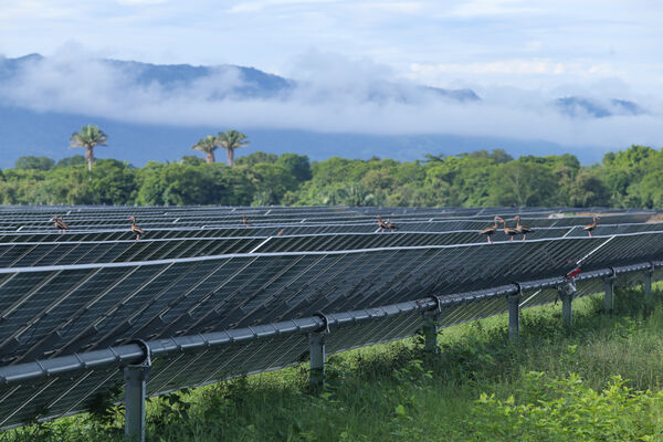 Parque solar fotovoltaico Tepuy
Parque solar fotovoltaico Tepuy
Fecha: 13, 14 Junio 2024
Para descargar esta fotografía en alta resolución, haga clic sobre la imagen hasta que la misma se despliegue en la pantalla completa; luego dé clic derecho y elija la opción "guardar imagen como". 
En caso de publicación por cualquier medio, solicitamos acompañarla del crédito: "Foto EPM"
Palabras clave: Parque solar fotovoltaico Tepuy