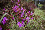 Filename=_MG_1732.jpg
Filesize=2719KiB
Dimensions=6000x4000
Date added=Aug 19, 2020 _MG_1732.jpg