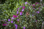 Filename=_MG_1766.jpg
Filesize=4085KiB
Dimensions=6000x4000
Date added=Aug 19, 2020 _MG_1766.jpg