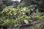 Filename=_MG_1829.jpg
Filesize=4196KiB
Dimensions=6000x4000
Date added=Aug 19, 2020 _MG_1829.jpg