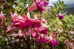 Filename=_MG_1842_1.jpg
Filesize=2443KiB
Dimensions=6000x4000
Date added=Aug 19, 2020 _MG_1842_1.jpg