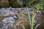 Filename=_MG_1900_1.jpg
Filesize=4600KiB
Dimensions=6000x4000
Date added=Aug 19, 2020 _MG_1900_1.jpg