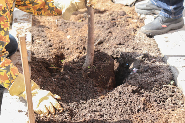 Acto simbólico de restauración y siembra – Centro Parrilla
Acto simbólico de restauración y siembra – Centro Parrilla
Fecha: Diciembre 4 de 2017
Para descargar esta fotografía en alta resolución, haga clic sobre la imagen hasta que la misma se despliegue en la pantalla completa; luego dé clic derecho y elija la opción "guardar imagen como". 
En caso de publicación por cualquier medio, solicitamos acompañarla del crédito: "Foto EPM"
Palabras clave: Acto simbólico de restauración y siembra – Centro Parrilla