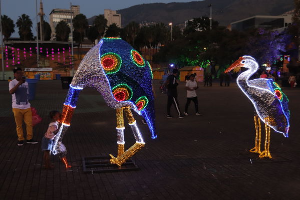 Alumbrado Navideño San Antonio
Palabras clave: Alumbrado Navideño San Antonio