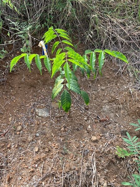 Restauración forestal proyecto hidroeléctrico Ituango
Restauración forestal proyecto hidroeléctrico Ituango.
Fecha: 6 Julio 2020.
Para descargar esta fotografía en alta resolución, haga clic sobre la imagen hasta que la misma se despliegue en la pantalla completa; luego dé clic derecho y elija la opción "guardar imagen como". 
En caso de publicación por cualquier medio, solicitamos acompañarla del crédito: "Foto EPM"
Palabras clave: Restauración forestal proyecto hidroeléctrico Ituango