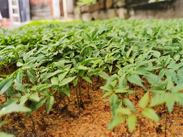 Restauración forestal proyecto hidroeléctrico Ituango
Restauración forestal proyecto hidroeléctrico Ituango.
Fecha: 6 Julio 2020.
Para descargar esta fotografía en alta resolución, haga clic sobre la imagen hasta que la misma se despliegue en la pantalla completa; luego dé clic derecho y elija la opción "guardar imagen como". 
En caso de publicación por cualquier medio, solicitamos acompañarla del crédito: "Foto EPM"
Palabras clave: Restauración forestal proyecto hidroeléctrico Ituango