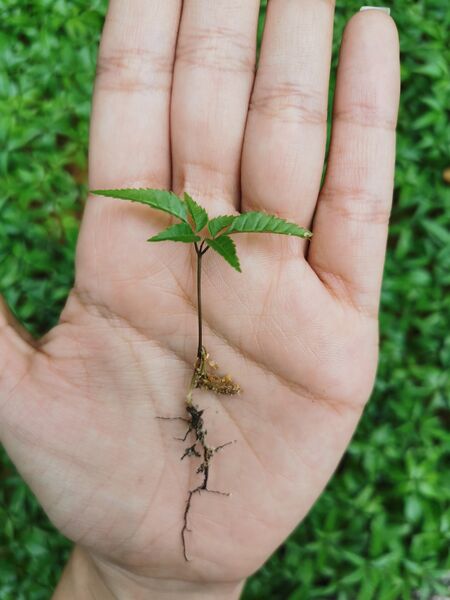 Restauración forestal proyecto hidroeléctrico Ituango
Restauración forestal proyecto hidroeléctrico Ituango.
Fecha: 6 Julio 2020.
Para descargar esta fotografía en alta resolución, haga clic sobre la imagen hasta que la misma se despliegue en la pantalla completa; luego dé clic derecho y elija la opción "guardar imagen como". 
En caso de publicación por cualquier medio, solicitamos acompañarla del crédito: "Foto EPM"
Palabras clave: Restauración forestal proyecto hidroeléctrico Ituango