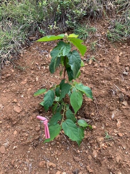 Restauración forestal proyecto hidroeléctrico Ituango
Restauración forestal proyecto hidroeléctrico Ituango.
Fecha: 6 Julio 2020.
Para descargar esta fotografía en alta resolución, haga clic sobre la imagen hasta que la misma se despliegue en la pantalla completa; luego dé clic derecho y elija la opción "guardar imagen como". 
En caso de publicación por cualquier medio, solicitamos acompañarla del crédito: "Foto EPM"
Palabras clave: Restauración forestal proyecto hidroeléctrico Ituango