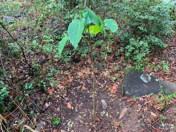 Restauración forestal proyecto hidroeléctrico Ituango
Restauración forestal proyecto hidroeléctrico Ituango.
Fecha: 6 Julio 2020.
Para descargar esta fotografía en alta resolución, haga clic sobre la imagen hasta que la misma se despliegue en la pantalla completa; luego dé clic derecho y elija la opción "guardar imagen como". 
En caso de publicación por cualquier medio, solicitamos acompañarla del crédito: "Foto EPM"
Palabras clave: Restauración forestal proyecto hidroeléctrico Ituango