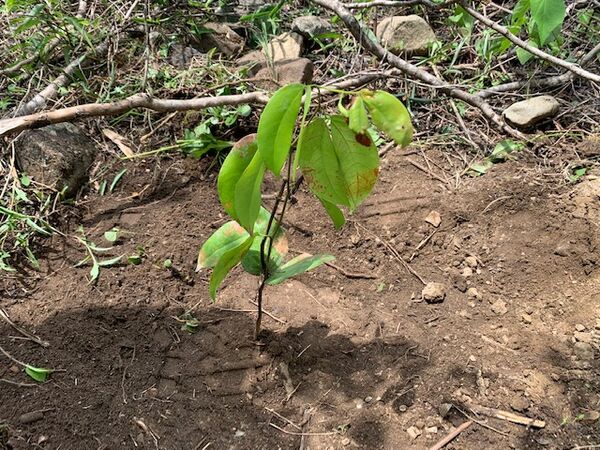 Restauración forestal proyecto hidroeléctrico Ituango
Restauración forestal proyecto hidroeléctrico Ituango.
Fecha: 6 Julio 2020.
Para descargar esta fotografía en alta resolución, haga clic sobre la imagen hasta que la misma se despliegue en la pantalla completa; luego dé clic derecho y elija la opción "guardar imagen como". 
En caso de publicación por cualquier medio, solicitamos acompañarla del crédito: "Foto EPM"
Palabras clave: Restauración forestal proyecto hidroeléctrico Ituango