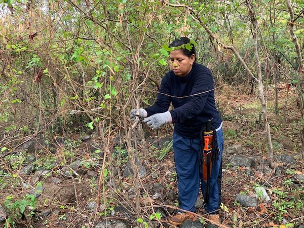 Restauración forestal proyecto hidroeléctrico Ituango
Restauración forestal proyecto hidroeléctrico Ituango.
Fecha: 6 Julio 2020.
Para descargar esta fotografía en alta resolución, haga clic sobre la imagen hasta que la misma se despliegue en la pantalla completa; luego dé clic derecho y elija la opción "guardar imagen como". 
En caso de publicación por cualquier medio, solicitamos acompañarla del crédito: "Foto EPM"
Palabras clave: Restauración forestal proyecto hidroeléctrico Ituango