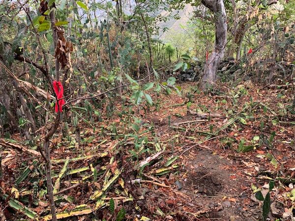 Restauración forestal proyecto hidroeléctrico Ituango
Restauración forestal proyecto hidroeléctrico Ituango.
Fecha: 6 Julio 2020.
Para descargar esta fotografía en alta resolución, haga clic sobre la imagen hasta que la misma se despliegue en la pantalla completa; luego dé clic derecho y elija la opción "guardar imagen como". 
En caso de publicación por cualquier medio, solicitamos acompañarla del crédito: "Foto EPM"
Palabras clave: Restauración forestal proyecto hidroeléctrico Ituango