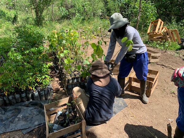 Restauración forestal proyecto hidroeléctrico Ituango
Restauración forestal proyecto hidroeléctrico Ituango.
Fecha: 6 Julio 2020.
Para descargar esta fotografía en alta resolución, haga clic sobre la imagen hasta que la misma se despliegue en la pantalla completa; luego dé clic derecho y elija la opción "guardar imagen como". 
En caso de publicación por cualquier medio, solicitamos acompañarla del crédito: "Foto EPM"
Palabras clave: Restauración forestal proyecto hidroeléctrico Ituango