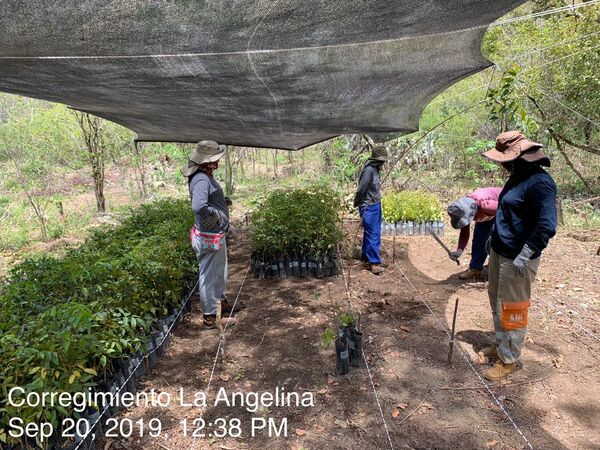 Restauración forestal proyecto hidroeléctrico Ituango
Restauración forestal proyecto hidroeléctrico Ituango.
Fecha: 6 Julio 2020.
Para descargar esta fotografía en alta resolución, haga clic sobre la imagen hasta que la misma se despliegue en la pantalla completa; luego dé clic derecho y elija la opción "guardar imagen como". 
En caso de publicación por cualquier medio, solicitamos acompañarla del crédito: "Foto EPM"
Palabras clave: Restauración forestal proyecto hidroeléctrico Ituango