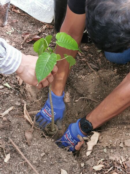 Restauración forestal proyecto hidroeléctrico Ituango
Restauración forestal proyecto hidroeléctrico Ituango.
Fecha: 6 Julio 2020.
Para descargar esta fotografía en alta resolución, haga clic sobre la imagen hasta que la misma se despliegue en la pantalla completa; luego dé clic derecho y elija la opción "guardar imagen como". 
En caso de publicación por cualquier medio, solicitamos acompañarla del crédito: "Foto EPM"
Palabras clave: Restauración forestal proyecto hidroeléctrico Ituango