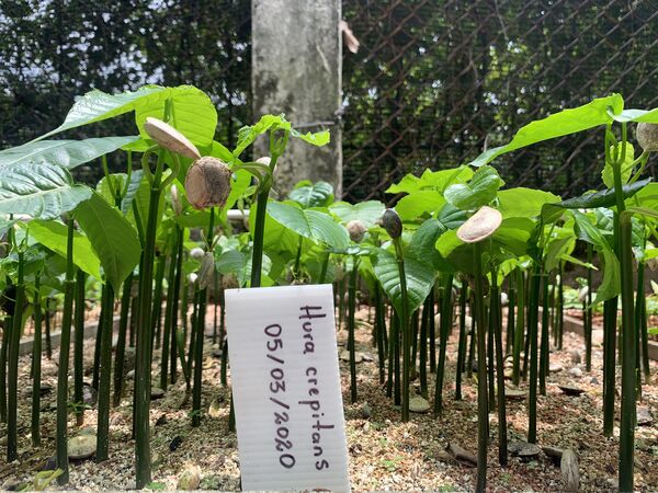 Restauración forestal proyecto hidroeléctrico Ituango
Restauración forestal proyecto hidroeléctrico Ituango.
Fecha: 6 Julio 2020.
Para descargar esta fotografía en alta resolución, haga clic sobre la imagen hasta que la misma se despliegue en la pantalla completa; luego dé clic derecho y elija la opción "guardar imagen como". 
En caso de publicación por cualquier medio, solicitamos acompañarla del crédito: "Foto EPM"
Palabras clave: Restauración forestal proyecto hidroeléctrico Ituango