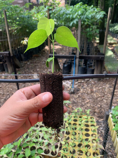 Restauración forestal proyecto hidroeléctrico Ituango
Restauración forestal proyecto hidroeléctrico Ituango.
Fecha: 6 Julio 2020.
Para descargar esta fotografía en alta resolución, haga clic sobre la imagen hasta que la misma se despliegue en la pantalla completa; luego dé clic derecho y elija la opción "guardar imagen como". 
En caso de publicación por cualquier medio, solicitamos acompañarla del crédito: "Foto EPM"
Palabras clave: Restauración forestal proyecto hidroeléctrico Ituango