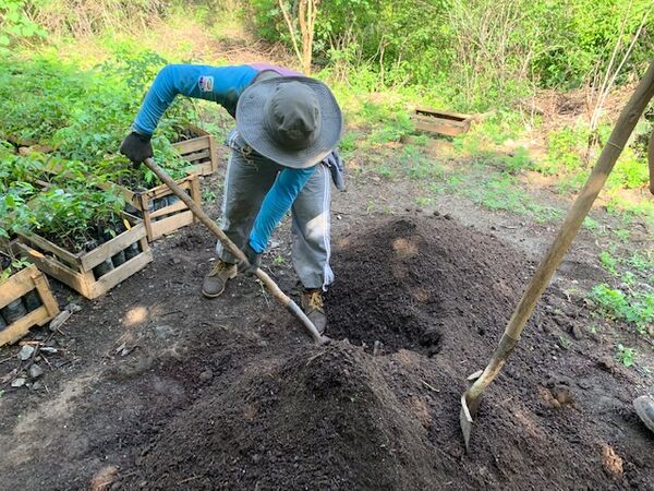 Restauración forestal proyecto hidroeléctrico Ituango
Restauración forestal proyecto hidroeléctrico Ituango.
Fecha: 6 Julio 2020.
Para descargar esta fotografía en alta resolución, haga clic sobre la imagen hasta que la misma se despliegue en la pantalla completa; luego dé clic derecho y elija la opción "guardar imagen como". 
En caso de publicación por cualquier medio, solicitamos acompañarla del crédito: "Foto EPM"
Palabras clave: Restauración forestal proyecto hidroeléctrico Ituango