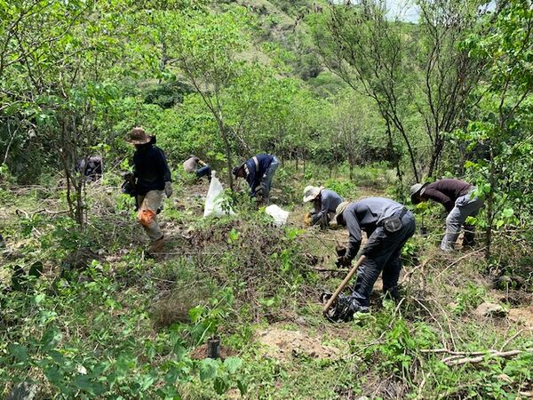 Restauración forestal proyecto hidroeléctrico Ituango
Restauración forestal proyecto hidroeléctrico Ituango.
Fecha: 6 Julio 2020.
Para descargar esta fotografía en alta resolución, haga clic sobre la imagen hasta que la misma se despliegue en la pantalla completa; luego dé clic derecho y elija la opción "guardar imagen como". 
En caso de publicación por cualquier medio, solicitamos acompañarla del crédito: "Foto EPM"
Palabras clave: Restauración forestal proyecto hidroeléctrico Ituango