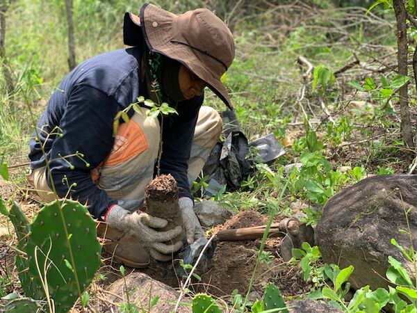 Restauración forestal proyecto hidroeléctrico Ituango
Restauración forestal proyecto hidroeléctrico Ituango.
Fecha: 6 Julio 2020.
Para descargar esta fotografía en alta resolución, haga clic sobre la imagen hasta que la misma se despliegue en la pantalla completa; luego dé clic derecho y elija la opción "guardar imagen como". 
En caso de publicación por cualquier medio, solicitamos acompañarla del crédito: "Foto EPM"
Palabras clave: Restauración forestal proyecto hidroeléctrico Ituango