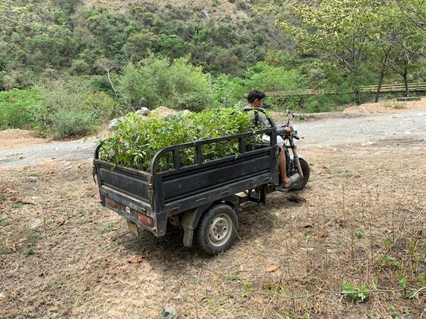 Restauración forestal proyecto hidroeléctrico Ituango
Restauración forestal proyecto hidroeléctrico Ituango.
Fecha: 6 Julio 2020.
Para descargar esta fotografía en alta resolución, haga clic sobre la imagen hasta que la misma se despliegue en la pantalla completa; luego dé clic derecho y elija la opción "guardar imagen como". 
En caso de publicación por cualquier medio, solicitamos acompañarla del crédito: "Foto EPM"
Palabras clave: Restauración forestal proyecto hidroeléctrico Ituango