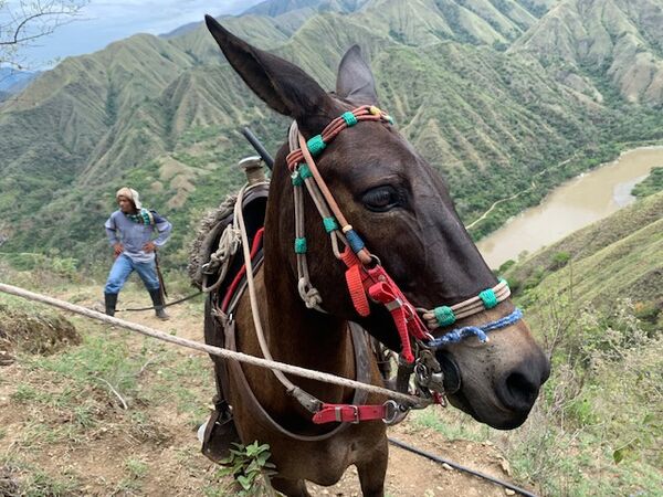 Restauración forestal proyecto hidroeléctrico Ituango
Restauración forestal proyecto hidroeléctrico Ituango.
Fecha: 6 Julio 2020.
Para descargar esta fotografía en alta resolución, haga clic sobre la imagen hasta que la misma se despliegue en la pantalla completa; luego dé clic derecho y elija la opción "guardar imagen como". 
En caso de publicación por cualquier medio, solicitamos acompañarla del crédito: "Foto EPM"
Palabras clave: Restauración forestal proyecto hidroeléctrico Ituango