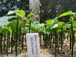 Plantulas_de_Hura_crepitans_28Ceiba_amarilla_o_Tronador29.jpg