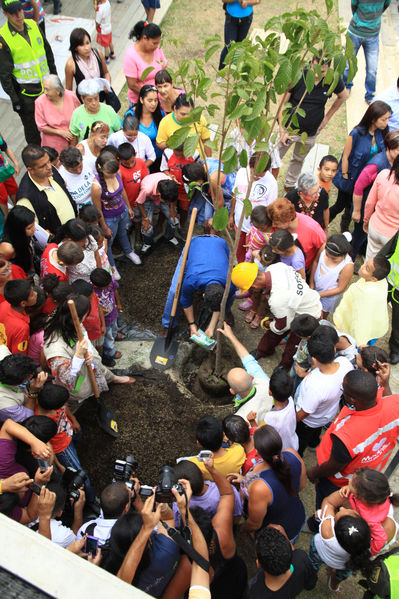 Siembra del árbol en las UVA Los Sueños y La Esperanza
Siembra del árbol en las UVA Los Sueños y La Esperanza
Fecha: Junio 20 de 2014
Para descargar esta fotografía en alta resolución, haga clic sobre la imagen hasta que la misma se despliegue en la pantalla completa; luego dé clic derecho y elija la opción "guardar imagen como". 
En caso de publicación por cualquier medio, solicitamos acompañarla del crédito: "Foto EPM"
Palabras clave: Siembra árbol UVA Sueños Esperanza