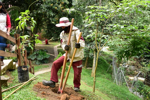 Proceso de Arborización en El Poblado
Proceso de Arborización en El Poblado
Fecha: 30 Julio 2021
Para descargar esta fotografía en alta resolución, haga clic sobre la imagen hasta que la misma se despliegue en la pantalla completa; luego dé clic derecho y elija la opción "guardar imagen como". 
En caso de publicación por cualquier medio, solicitamos acompañarla del crédito: "Foto EPM"
Palabras clave: Proceso de Arborización en El Poblado