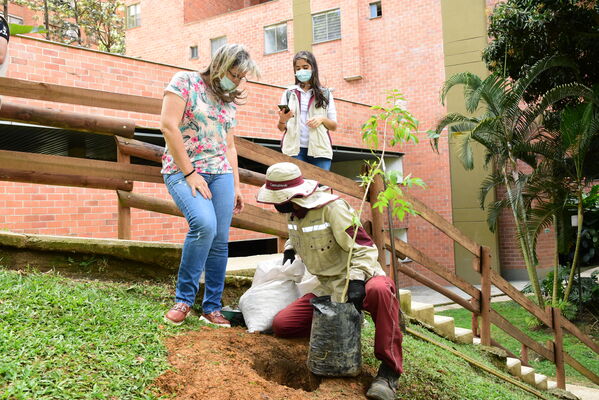 Proceso de Arborización en El Poblado
Proceso de Arborización en El Poblado
Fecha: 30 Julio 2021
Para descargar esta fotografía en alta resolución, haga clic sobre la imagen hasta que la misma se despliegue en la pantalla completa; luego dé clic derecho y elija la opción "guardar imagen como". 
En caso de publicación por cualquier medio, solicitamos acompañarla del crédito: "Foto EPM"
Palabras clave: Proceso de Arborización en El Poblado