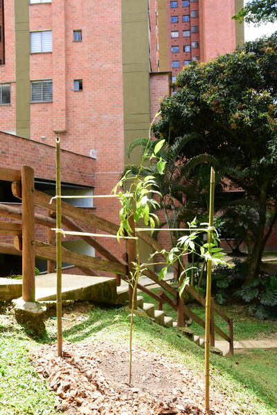 Proceso de Arborización en El Poblado
Proceso de Arborización en El Poblado
Fecha: 30 Julio 2021
Para descargar esta fotografía en alta resolución, haga clic sobre la imagen hasta que la misma se despliegue en la pantalla completa; luego dé clic derecho y elija la opción "guardar imagen como". 
En caso de publicación por cualquier medio, solicitamos acompañarla del crédito: "Foto EPM"
Palabras clave: Proceso de Arborización en El Poblado