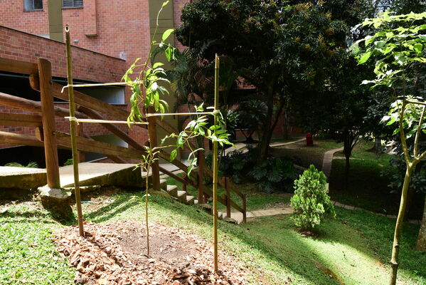 Proceso de Arborización en El Poblado
Proceso de Arborización en El Poblado
Fecha: 30 Julio 2021
Para descargar esta fotografía en alta resolución, haga clic sobre la imagen hasta que la misma se despliegue en la pantalla completa; luego dé clic derecho y elija la opción "guardar imagen como". 
En caso de publicación por cualquier medio, solicitamos acompañarla del crédito: "Foto EPM"
Palabras clave: Proceso de Arborización en El Poblado