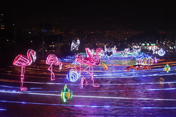 Encendido Navideño 2020
Encendido Navideño 2020.
Fecha: Noviembre 30 2020.
Para descargar esta fotografía en alta resolución, haga clic sobre la imagen hasta que la misma se despliegue en la pantalla completa; luego dé clic derecho y elija la opción "guardar imagen como". 
En caso de publicación por cualquier medio, solicitamos acompañarla del crédito: "Foto EPM" 
Palabras clave: Encendido Navideño 2020