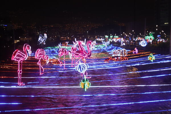 Encendido Navideño 2020
Encendido Navideño 2020.
Fecha: Noviembre 30 2020.
Para descargar esta fotografía en alta resolución, haga clic sobre la imagen hasta que la misma se despliegue en la pantalla completa; luego dé clic derecho y elija la opción "guardar imagen como". 
En caso de publicación por cualquier medio, solicitamos acompañarla del crédito: "Foto EPM" 
Palabras clave: Encendido Navideño 2020