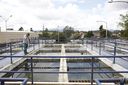 plantaaguarionegro3.jpg