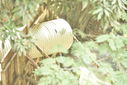Nombre del archivo=_ALE7429.JPG
Tamaño del archivo=1771KiB
Dimensiones=3680x2456
Fecha añadida=Mayo 03, 2018 _ALE7429.JPG