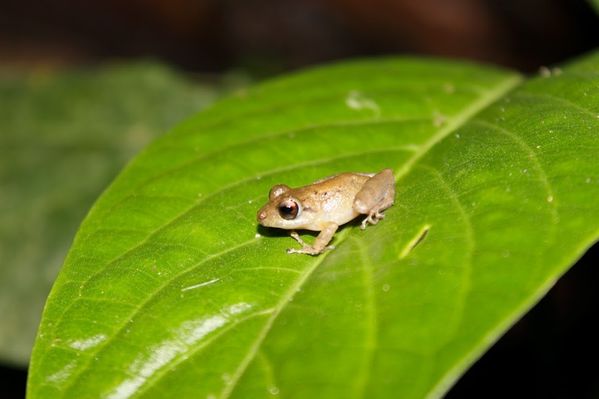 Biodiversidad convenio EPM U de A
Biodiversidad convenio EPM U de A.
Fecha: Agosto 1 2018.
Para descargar esta fotografía en alta resolución, haga clic sobre la imagen hasta que la misma se despliegue en la pantalla completa; luego dé clic derecho y elija la opción "guardar imagen como". 
En caso de publicación por cualquier medio, solicitamos acompañarla del crédito: "Foto EPM"
Palabras clave: Biodiversidad convenio EPM Universidad Antioquia