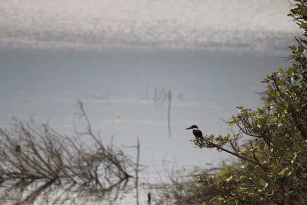 Biodiversidad convenio EPM U de A
Biodiversidad convenio EPM U de A.
Fecha: Agosto 1 2018.
Para descargar esta fotografía en alta resolución, haga clic sobre la imagen hasta que la misma se despliegue en la pantalla completa; luego dé clic derecho y elija la opción "guardar imagen como". 
En caso de publicación por cualquier medio, solicitamos acompañarla del crédito: "Foto EPM"
Palabras clave: Biodiversidad convenio EPM Universidad Antioquia