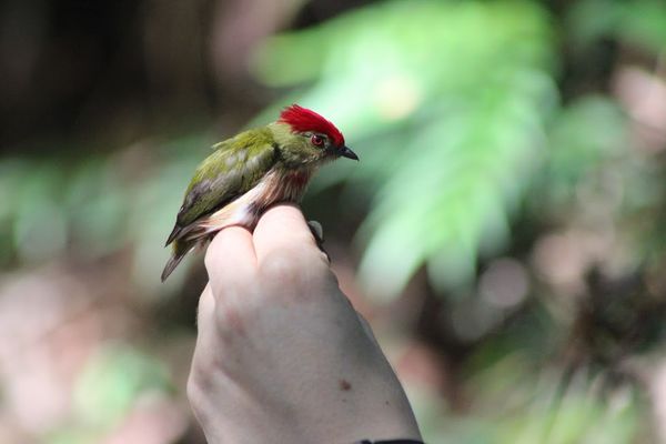 Biodiversidad convenio EPM U de A
Biodiversidad convenio EPM U de A.
Fecha: Agosto 1 2018.
Para descargar esta fotografía en alta resolución, haga clic sobre la imagen hasta que la misma se despliegue en la pantalla completa; luego dé clic derecho y elija la opción "guardar imagen como". 
En caso de publicación por cualquier medio, solicitamos acompañarla del crédito: "Foto EPM"
Palabras clave: Biodiversidad convenio EPM Universidad Antioquia