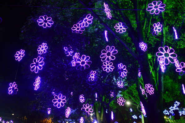 Alumbrado navideño Parque Cristo Rey
Alumbrado navideño Parque Cristo Rey
Fecha: Diciembre 19 de 2017
Para descargar esta fotografía en alta resolución, haga clic sobre la imagen hasta que la misma se despliegue en la pantalla completa; luego dé clic derecho y elija la opción "guardar imagen como". 
En caso de publicación por cualquier medio, solicitamos acompañarla del crédito: "Foto EPM"
Palabras clave: Alumbrado navideño Parque Cristo Rey