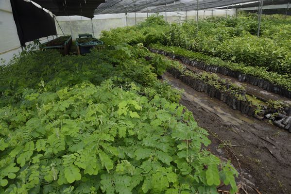 Vivero
Vivero
Fecha: Junio 19 2018.
Para descargar esta fotografía en alta resolución, haga clic sobre la imagen hasta que la misma se despliegue en la pantalla completa; luego dé clic derecho y elija la opción "guardar imagen como". 
En caso de publicación por cualquier medio, solicitamos acompañarla del crédito: "Foto EPM"
Palabras clave: Vivero