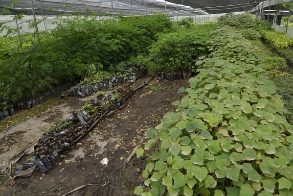 Vivero
Vivero
Fecha: Junio 19 2018.
Para descargar esta fotografía en alta resolución, haga clic sobre la imagen hasta que la misma se despliegue en la pantalla completa; luego dé clic derecho y elija la opción "guardar imagen como". 
En caso de publicación por cualquier medio, solicitamos acompañarla del crédito: "Foto EPM"
Palabras clave: Vivero