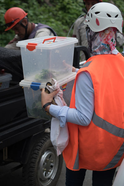 Rescate de fauna en Hidroituango
Rescate de fauna en Hidroituango
Fecha: Junio 27 2018.
Para descargar esta fotografía en alta resolución, haga clic sobre la imagen hasta que la misma se despliegue en la pantalla completa; luego dé clic derecho y elija la opción "guardar imagen como". 
En caso de publicación por cualquier medio, solicitamos acompañarla del crédito: "Foto EPM"
Palabras clave: Rescate de fauna en Hidroituango